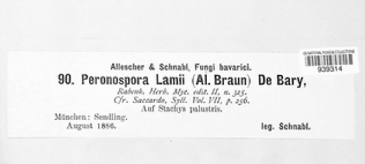 Peronospora lamii image